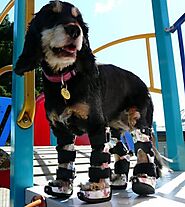 Effective Prosthetic Solutions | Wrist Brace For Dogs Carpus | OrthoPets