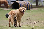 Best Dog Knee Brace For Torn ACL | CCL Braces | Stifle Brace for Your Dog | OrthoPets