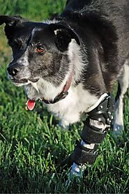 Support Your Pet With Elbow Brace For Dogs Limp | OrthoPets