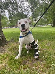 Effective Prosthetic Solutions | Wrist Brace For Dogs Carpus | OrthoPets