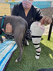 The Doctor and Her OrthoPets Stifle Device (Dog Knee Brace) | OrthoPets