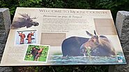 Maine Moose - What Are The Chances Of Seeing 1 Big Moose?