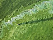 Combating the Global Toxic Algae Problem