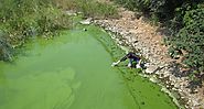 Scientists Warn Excessive Fertilizer Use Help Toxic Algae Thrive