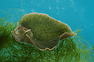 Underwater Mutant: Sea Slug Can Steal Photosynthetic Algae Genes