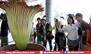 Tokyo Blooms World's Largest Flower First Time After Previous Five Years