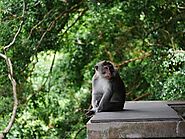 Ubud Monkey Forest