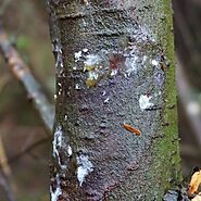 Common Tree Diseases in NJ