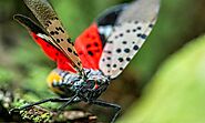 How to Identify and Get Rid of the Spotted Lanternfly
