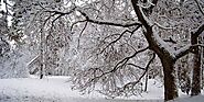 Tips for Protecting Trees in Winter