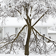 Winter Tree Damage: How to Prevent, Recognize & Fix It
