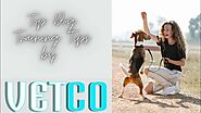 Top Dog Training tips by Vetco
