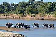 South Luangwa National Park