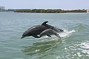 Little Toot Dolphin Adventure at Clearwater Beach - Clearwater, USA - TourMega