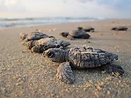 Watch turtles hatching