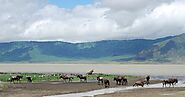 Ngorongoro, Home of Many Animals in Tanzania