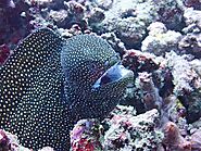 Moray eel