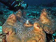 Giant clam