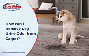 How Can I Remove Dog Urine Odor From Carpet