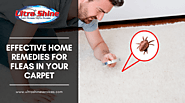 Top Home Remedies For Fleas In Your Carpet | Riverside CA