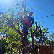 Professional Tree Service - Central Colorado Tree Service