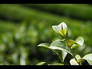 green tea lowers heart disease risk 緑茶には、心臓病のリスクを低減