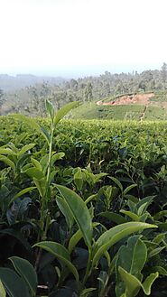 Tea Plantation experience