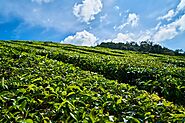 Handungoda Tea Estate