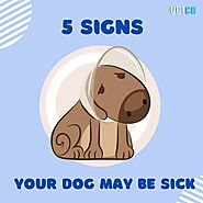 5 Signs Your Dog May Be Sick - Vetco Store