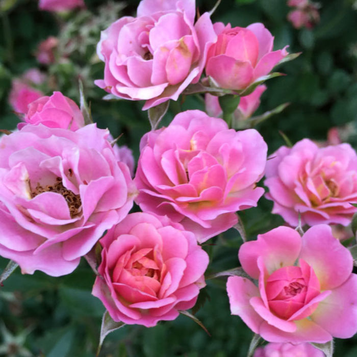 Proven Winners Oso Easy® Roses A Listly List