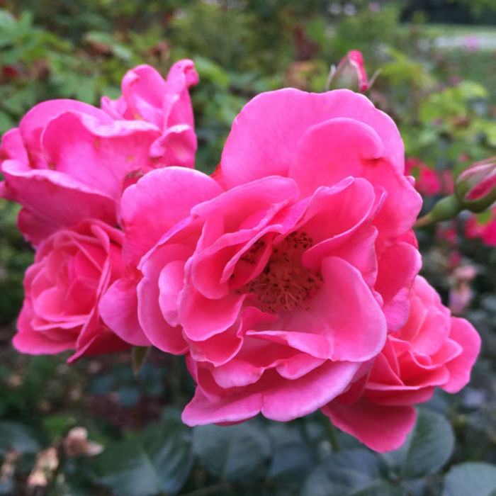 Proven Winners Oso Easy® Roses A Listly List