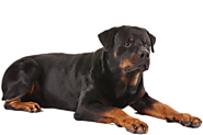 ROTTWEILERS