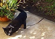 Training Siamese Cats