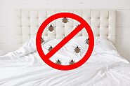 Best Bed Bug Control Treatment Dubai