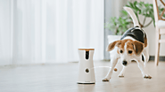 The 7 Best Pet Cameras of 2022