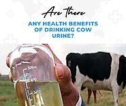 Are there any health benefits of drinking cow urine (The Bitter Truth) - Health & Healthier