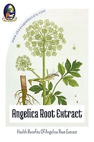 Health Benefits Of Angelica Root Extract