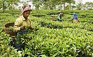 A Complete Knowledge About Assam Tea