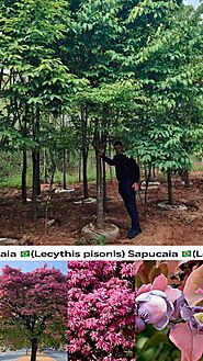 SAPUCAIA (LECYTHIS PISONIS) -