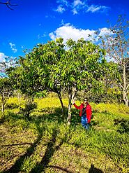 CASTANHEIRA PORTUGUESA (CASTANEA SATIVA) - Oficina do Paisagista | Maior Viveiro de árvores do Brasil
