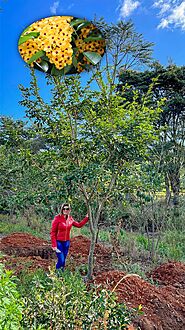 ALDRAGO - Oficina do Paisagista | Maior Viveiro de árvores do Brasil