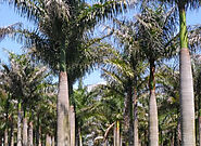 PALMEIRA IMPERIAL (ROYSTONEA OLERACEA) - Oficina do Paisagista | Maior Viveiro de árvores do Brasil