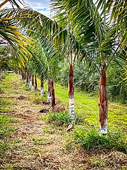 PALMEIRA DE PESCOÇO MARROM (DYPSIS LEPTOCHIELOS ) - Oficina do Paisagista | Maior Viveiro de árvores do Brasil