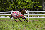 Exclusive Horse Blankets with Neck Covers