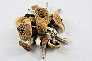 B+ Cubensis Magic Mushrooms | Buy Magic Mushrooms Online