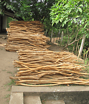 Cinnamon Peeling & Toddy Tapping experience