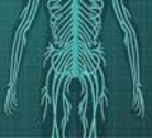 BBC Science & Nature - Human Body and Mind - Nervous System Layer