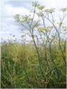 Foeniculum vulgare: Try Your Hand at Fennel