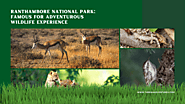 Guide on Ranthambore National Park Safari, Wildlife Attractions, History