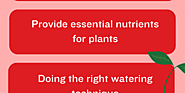 5 ways to take care of plants to Grow - Pestkil Ltd. - Infogram